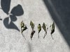 【2023秋白露】阔别1年，那带着花蜜般鲜甜的白露茶带着桂花香来了（60克罐装） 商品缩略图1