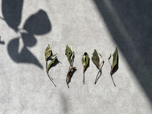 【2023秋白露】阔别1年，那带着花蜜般鲜甜的白露茶带着桂花香来了（60克罐装） 商品图1