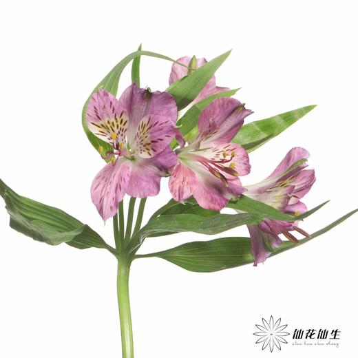 六出花 | 紫水晶 商品图3