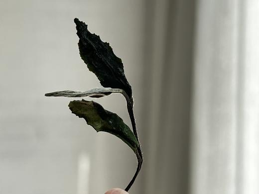 【2023秋白露】阔别1年，那带着花蜜般鲜甜的白露茶带着桂花香来了（60克罐装） 商品图2