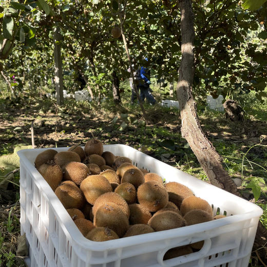 助力徐香猕猴桃，香甜多汁，富含维C，请您一起支持 商品图5