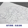 【大彩图】李晓明工笔画白描底稿扇面小品《胡红》牡丹临摹勾线花鸟线稿K004 商品缩略图4
