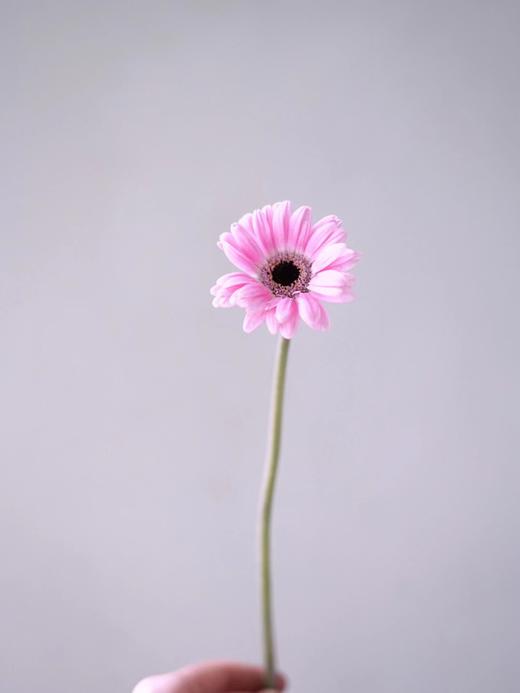 【周四秒杀】非洲小弗朗10支39.8元 商品图3