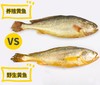 350g/2条 精品中大黄鱼 野生海捕 液氮速冻 商品缩略图1