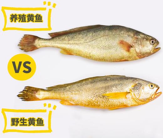 350g/2条 精品中大黄鱼 野生海捕 液氮速冻 商品图1