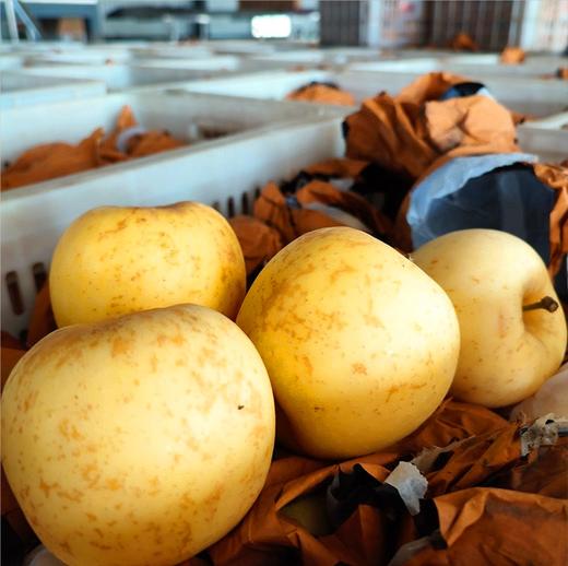 【新品上市】日本引进新品种 山东黄金维纳斯苹果 新鲜现摘 脆甜高糖17+ 纯甜无酸独特果绣苹果 商品图1