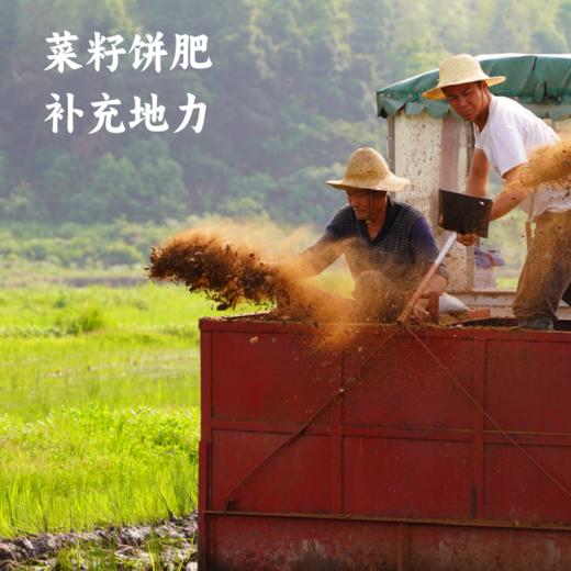 【2025年秋收】谦益香畴长香丝大米5斤 大别山区种植 传统老种子 清香软糯 健康安心 煮粥 煮饭 炒饭优选 商品图3