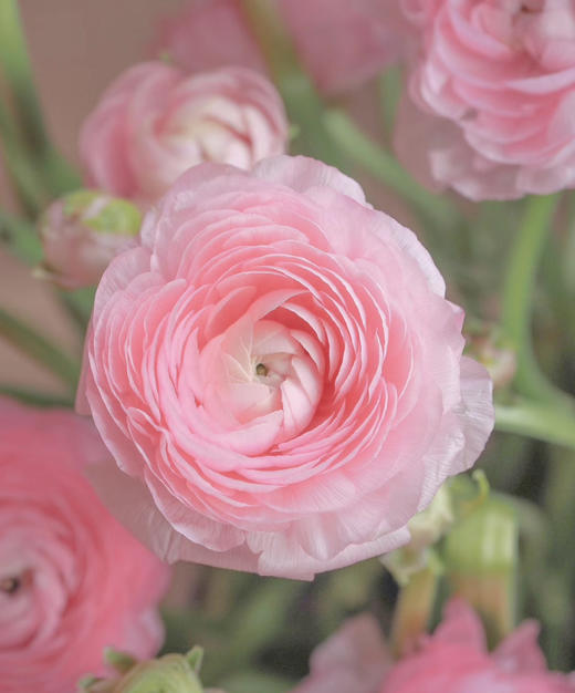 【新花派】成功洋牡丹 -樱花粉 约5枝/扎 商品图4