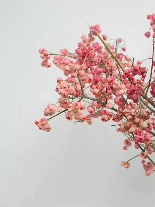 小众花材白杜果/开口笑鲜切花一扎（1-2支） 商品图11