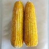 2025年速冻玉米散装（散装28穗/箱配送） 商品缩略图0