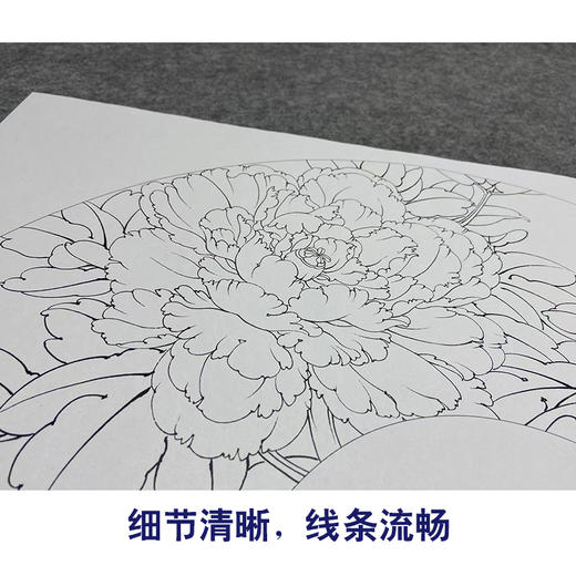 【大彩图】李晓明工笔画白描底稿扇面小品《二乔》牡丹临摹勾线花鸟线稿K007 商品图4