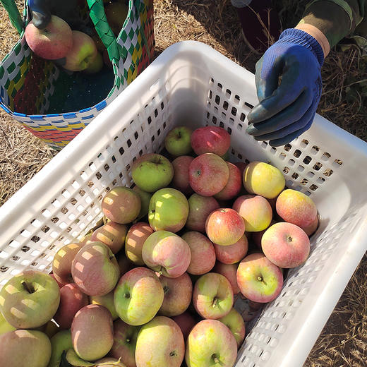 【包邮 密农特色 必买榜单】密农人家  国光苹果  密云山区种植  酸甜可口  3斤/6斤 商品图3