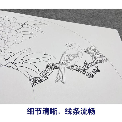 【大彩图】李晓明工笔画白描底稿扇面小品《蜡嘴小胡红》牡丹临摹勾线花鸟线稿K005 商品图4
