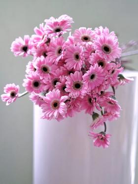 【周四秒杀】非洲小弗朗10支39.8元