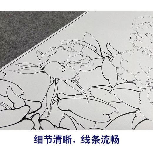【大彩图】李晓明工笔画白描底稿小品《金幌》牡丹临摹勾线花鸟线稿K034 商品图4