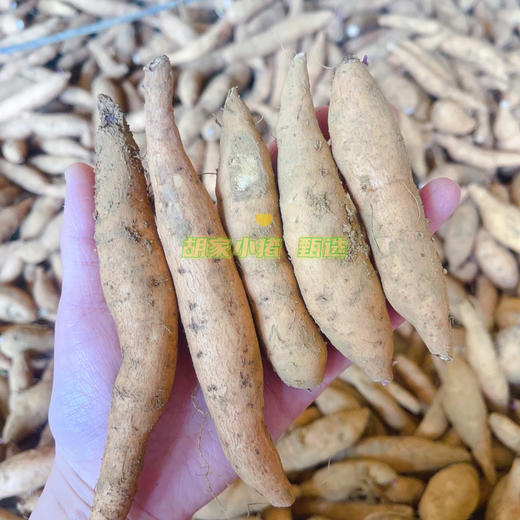 贵州·安顺·紫云·地理标识红心薯·紫薯（五斤/件全国包邮-除新疆西藏内蒙古甘肃宁夏） 商品图4