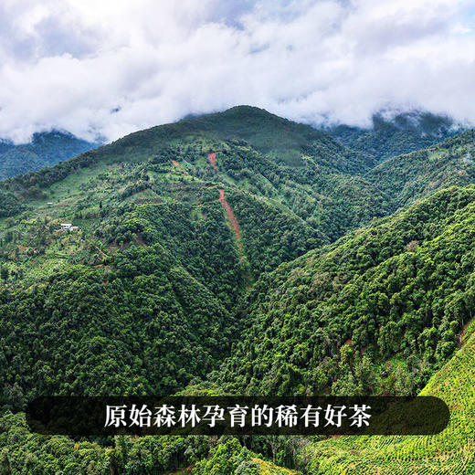 【一扇磨散茶】2015年头春头采易武茶区普洱茶生茶散茶装原始秘境好茶木箱礼盒装300克/箱 商品图1