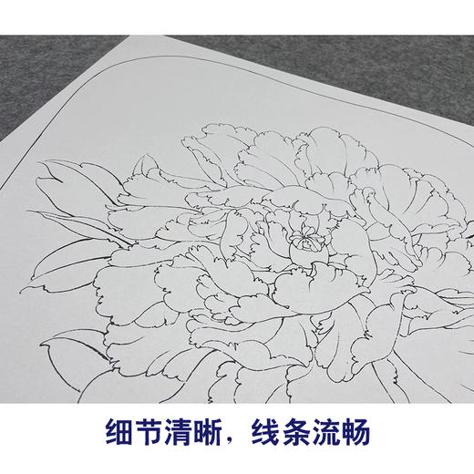 【大彩图】李晓明工笔画白描底稿宫扇《墨花魁》牡丹临摹勾线花鸟线稿K009 商品图4