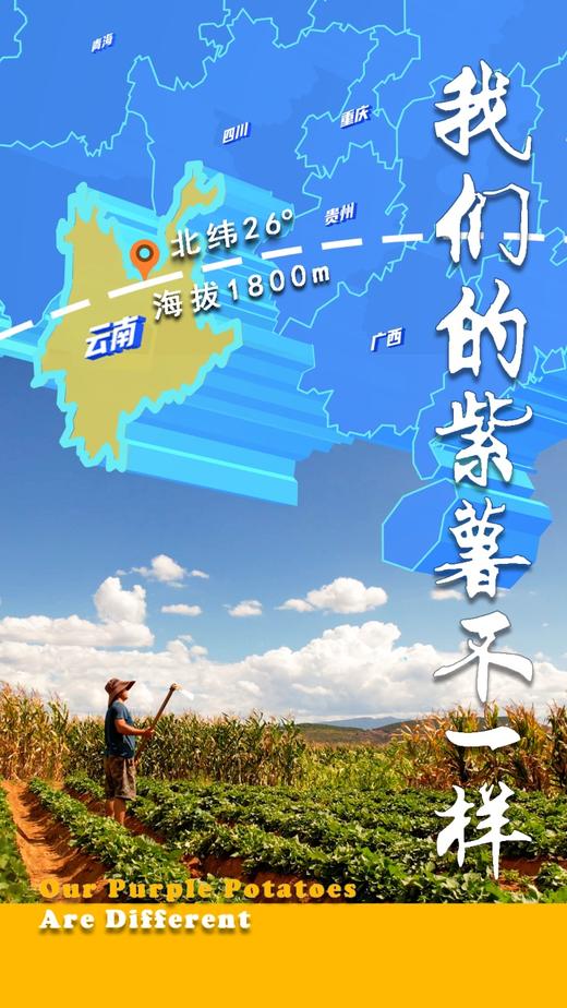 塔塔蜜蜜薯/紫薯【薯于你的甜蜜】 商品图5