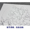 【大彩图】李晓明工笔画白描底稿小品《洛阳红》牡丹临摹勾线花鸟线稿K019 商品缩略图4