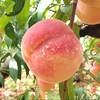 【普快发货】山东蒙阴金秋红蜜桃 毛桃 金秋蜜桃 皮薄肉厚 脆甜多汁 桃香四溢 4.5斤装 商品缩略图5
