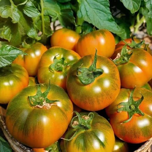 碱地番茄自然熟草莓柿子 5斤装 商品图1