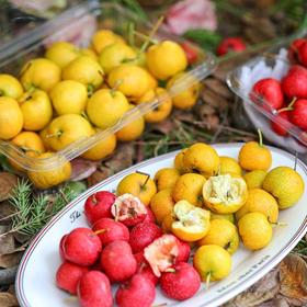 【果蔬精选】半岛山里红山楂@甜心黄山楂 山楂中的“劳斯莱斯” 新鲜采摘 色泽鲜艳 清香绵软 肉厚核小 酸甜可口 颗颗精品