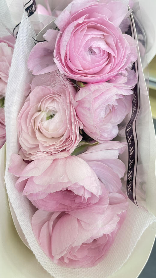 【新花派】成功洋牡丹 -樱花粉 约5枝/扎 商品图7