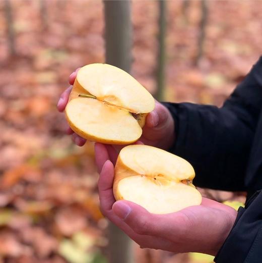 【新品上市】日本引进新品种 山东黄金维纳斯苹果 新鲜现摘 脆甜高糖17+ 纯甜无酸独特果绣苹果 商品图3