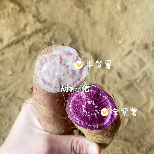 贵州·安顺·紫云·地理标识红心薯·紫薯（五斤/件全国包邮-除新疆西藏内蒙古甘肃宁夏） 商品图9