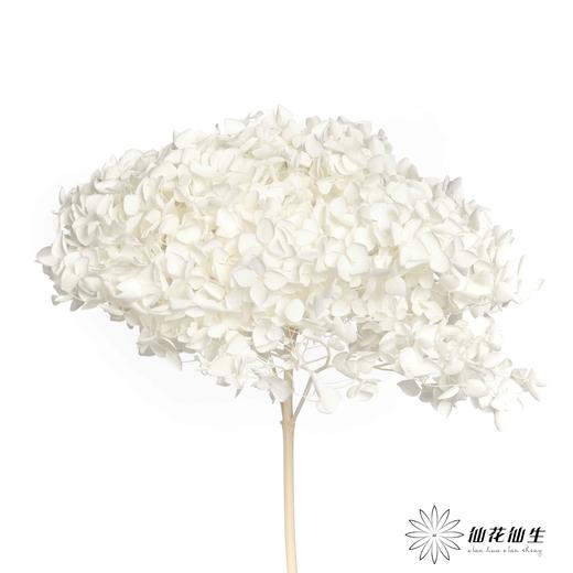 永生绣球 | 白色 商品图3