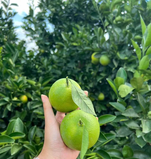 哀牢山迦蜜冰糖橙，鲜果采摘，清甜清新清香鲜泽，小小个头大补VC，不打蜡不催熟不用甜蜜素 商品图7