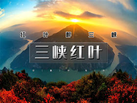 【三峡红叶2日】红叶醉三峡の三峡之巅看夔门漫山红叶“枫”情万种