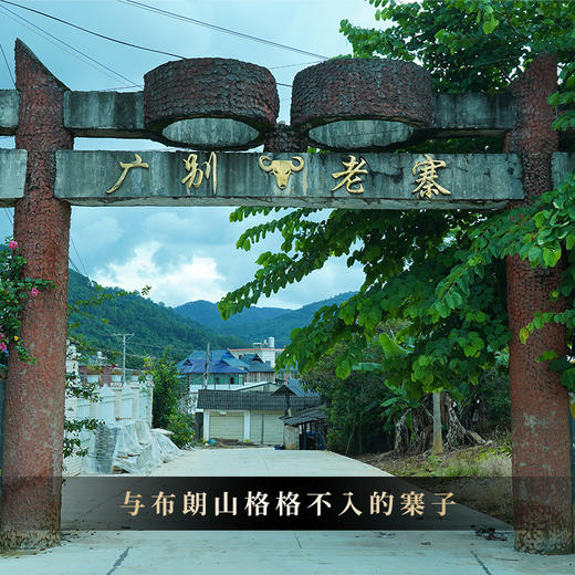 【不足20饼】【天蝎座】2023年勐海茶区广别老寨茶王地片区定株定采蕞接近茶王树的口感传统古法制茶匠心制作 商品图7