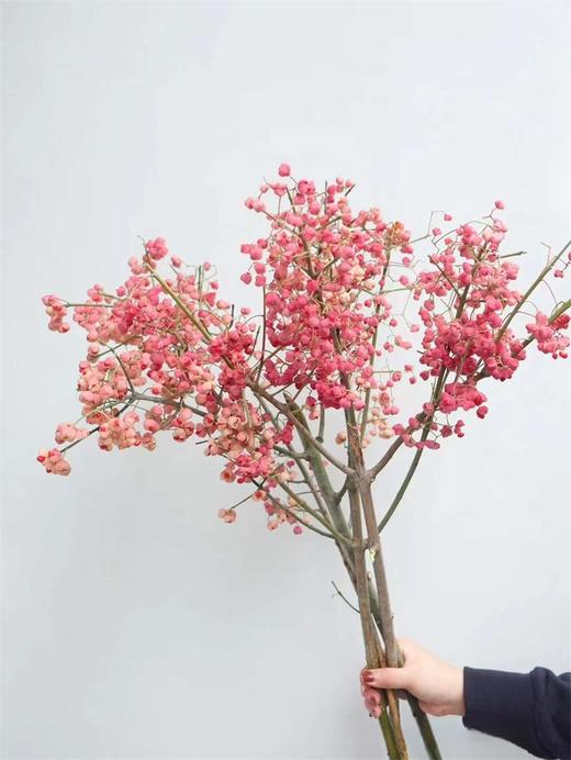 小众花材白杜果/开口笑鲜切花一扎（1-2支） 商品图5