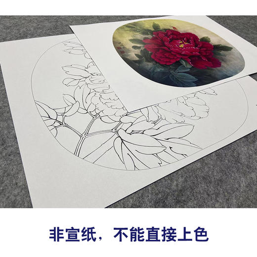 【大彩图】李晓明工笔画白描底稿小品《洛阳红》牡丹临摹勾线花鸟线稿K019 商品图2