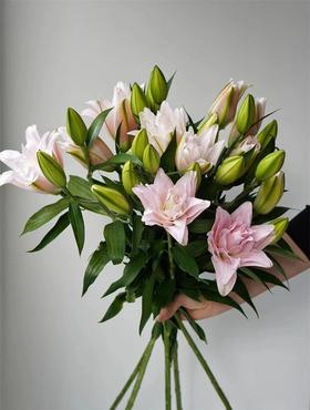 粉黛重瓣多头百合5支