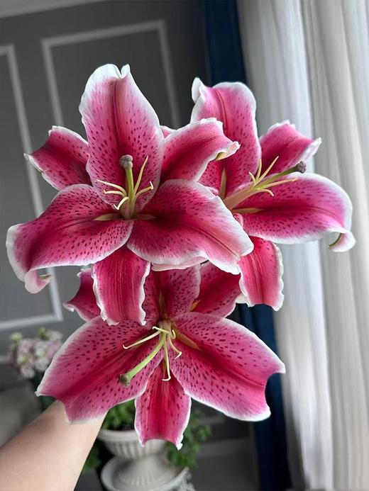 卡瓦娜多头百合5支 商品图3