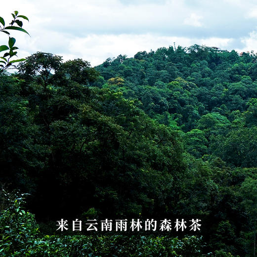 10月21日中午12点【两人团】【生津岭】2023年春茶普洱茶生茶来自云南雨林的森林茶生津持久久到离谱福利好茶357克/饼 商品图3