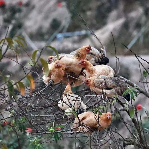 泰山桃林老母鸡 自然慢养 能飞善跑 皮爽肉滑 商品图3