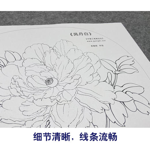 【大彩图】李晓明工笔画白描底稿小品《凤丹白》牡丹临摹勾线花鸟线稿K013 商品图4