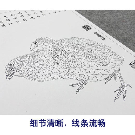 【大彩图】李晓明工笔画白描底稿斗方小品《鹌鹑天牛》临摹勾线动物线稿K054 商品图4
