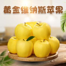【新品上市】日本引进新品种 山东黄金维纳斯苹果 新鲜现摘 脆甜高糖17+ 纯甜无酸独特果绣苹果