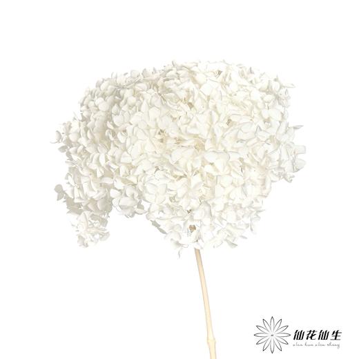 永生绣球 | 白色 商品图4