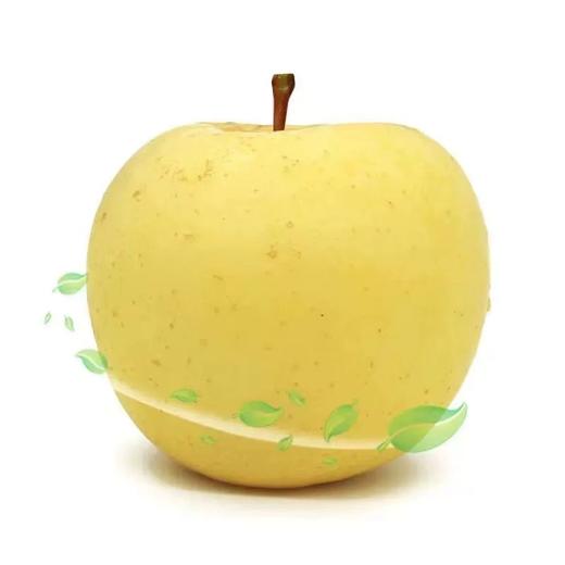 【新品上市】日本引进新品种 山东黄金维纳斯苹果 新鲜现摘 脆甜高糖17+ 纯甜无酸独特果绣苹果 商品图5