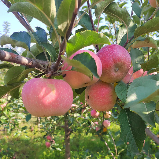 【包邮 密农特色 必买榜单】密农人家  国光苹果  密云山区种植  酸甜可口  3斤/6斤 商品图2