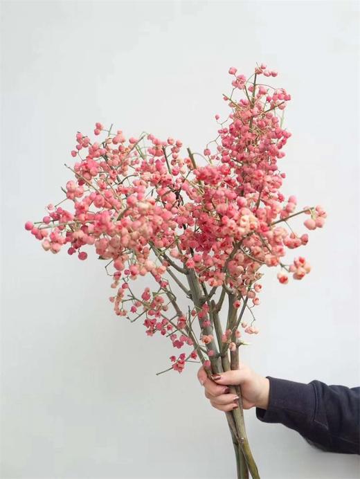 小众花材白杜果/开口笑鲜切花一扎（1-2支） 商品图6