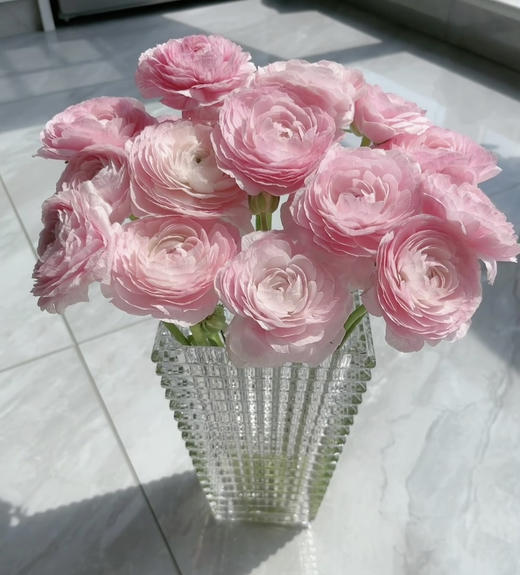 【新花派】成功洋牡丹 -樱花粉 约5枝/扎 商品图1
