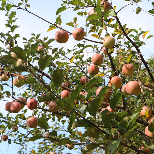 【包邮 密农特色 必买榜单】密农人家  国光苹果  密云山区种植  酸甜可口  3斤/6斤 商品图5