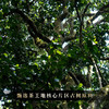 【不足20饼】【天蝎座】2023年勐海茶区广别老寨茶王地片区定株定采蕞接近茶王树的口感传统古法制茶匠心制作 商品缩略图8
